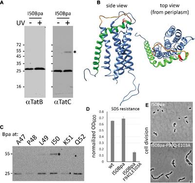 A Potential Late Stage Intermediate of Twin-Arginine Dependent Protein Translocation in Escherichia coli